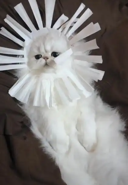 主人给猫咪做了个小太阳,猫咪戴上后表情萌化了,超可爱一幕