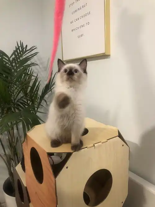 北京布偶猫来看下哦
