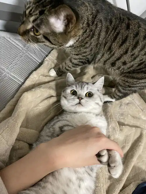 找个养猫的对象吧