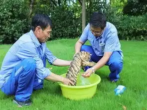 表情亮了快来围观小脑斧洗澡,虎宝宝开始拒绝后来真香