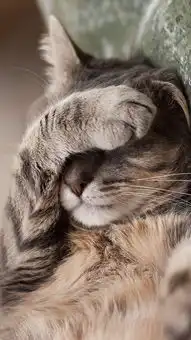 猫咪灰猫可爱捂脸苹果手机高清壁纸750x1334爱思助手