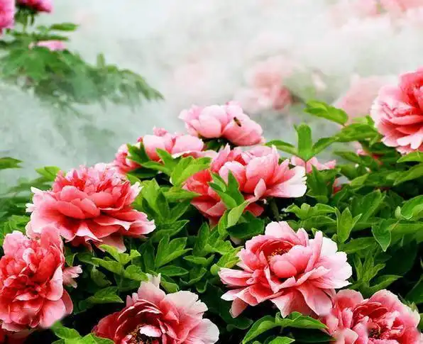最美牡丹花,谁打开,谁幸福