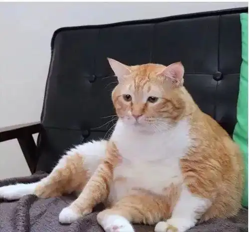 又丧又肥橘猫天然丧脸走红网路,连玩个球都懒得站起来