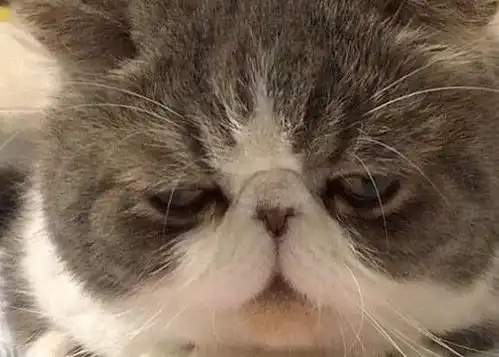 主人想带猫咪遛弯,猫抱着椅子死不撒手,小表情亮了,笑哭主人