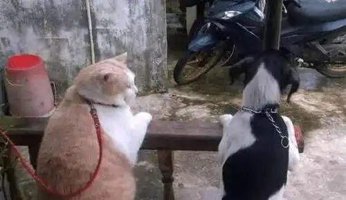 只要把宠物狗送到奶奶家,不出两个月就能喂成猪,奶奶能吃是福