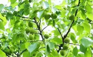 杏中珍品,阳原供佛杏