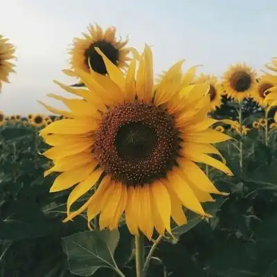沈曦唯美向日葵意境头像