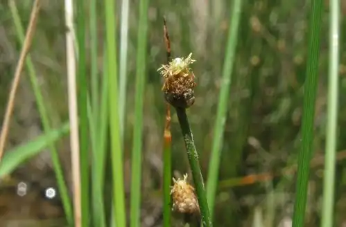 黑籽荸荠
