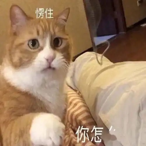 斗图必备的搞怪表情包