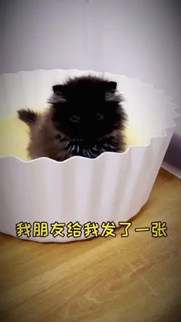不和我聊天,是怕我偷你表情包