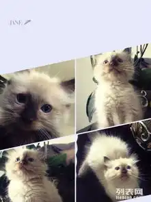 重点色布偶宝宝找新家