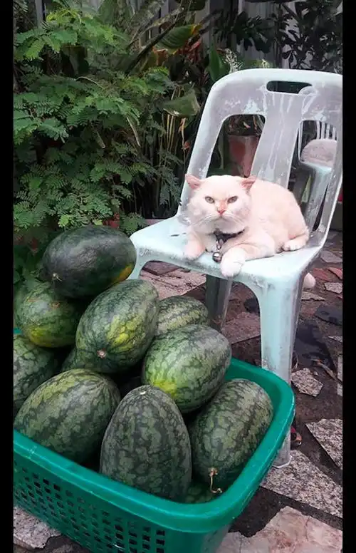 猫咪帮主人卖西瓜,表情还特别凶,顾客不敢不买呀,怕它挠我网友