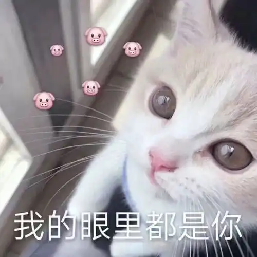 猫猫表情包我要把你摁在墙上,亲亲