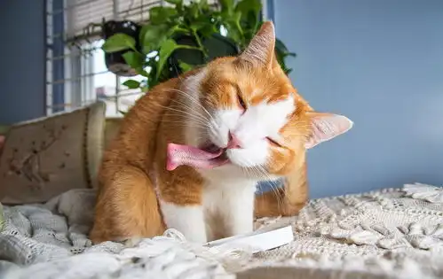 猫咪吃猫薄荷表情大合集吐舌打滚超可爱
