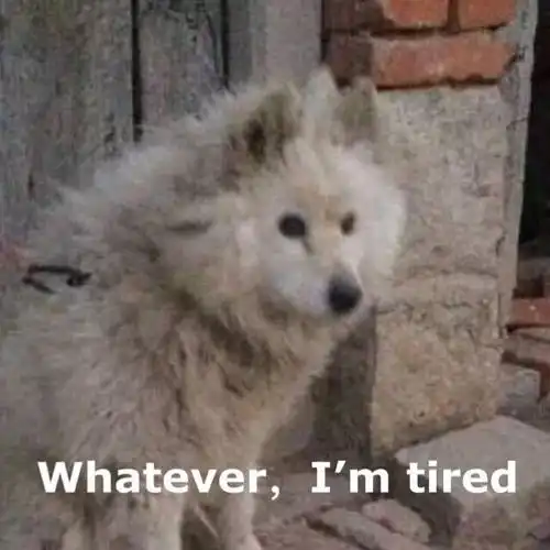 whateveriamtired表情包,周末不上班哈