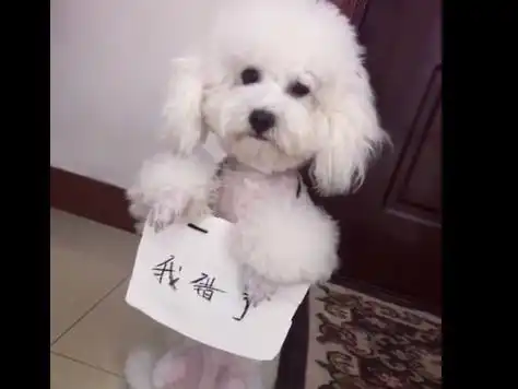 泰迪把主人鞋子咬破了,结果被要求罚站,泰迪的表情看着让人心疼