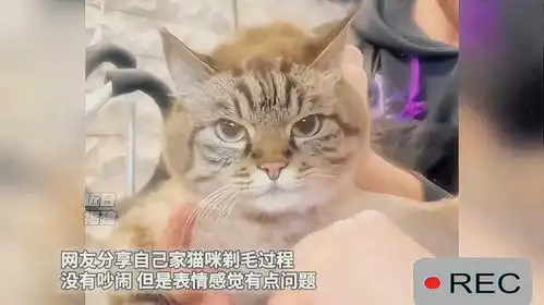 网友分享自己家猫咪剃毛过程没有吵闹,但是表情感觉有点问题