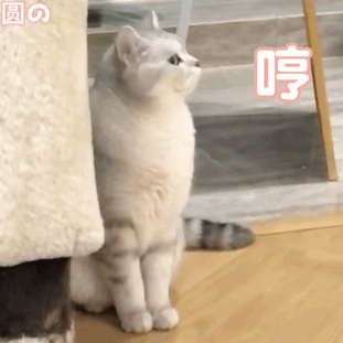 小猫咪系列表情包二