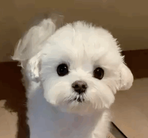 狗狗系列表情包