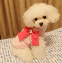 泰迪狗狗穿什么颜色的衣服好看