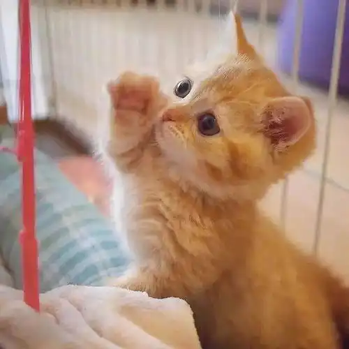为什么橘猫那么胖