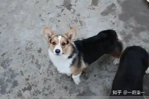 我俩前两天刚来了两只小柯基,但他们是黑色的,想问一下这是柯基吗