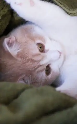 可爱萌猫手机壁纸