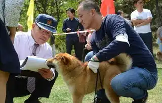 185只柴犬拼颜值,有些狗狗表情很吊诡