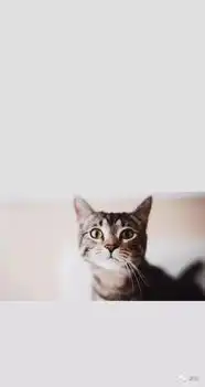 猫奴是最棒的爱人