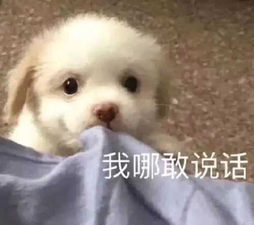 最新沙雕表情包小可爱,在吗