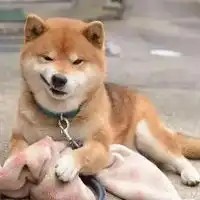 歪嘴龙王表情包