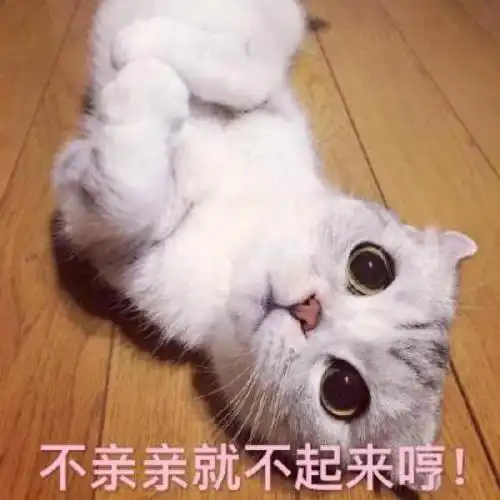 哇,可爱猫咪表情包来了,喜欢猫咪的快来收图,萌得我一塌糊涂