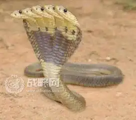 恐怖魔域鄱阳湖老爷庙海域竟然存有湖怪
