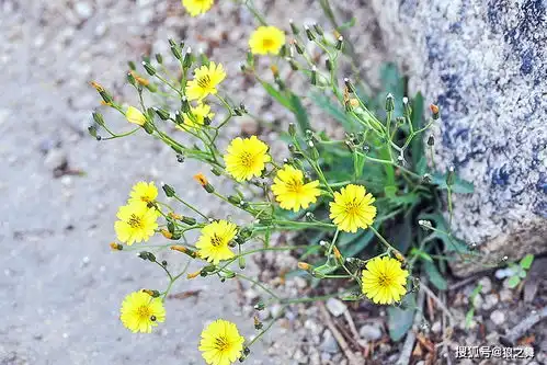 路边一种黄花菜,晒干60元1斤,5月正当季,若遇到别客气