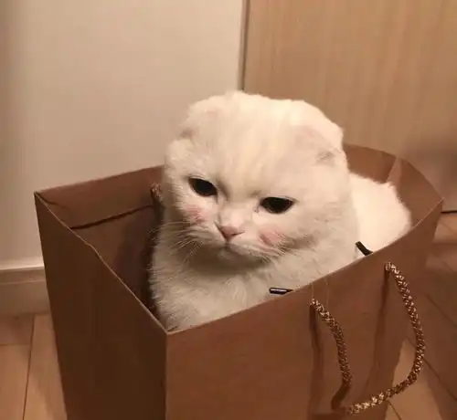 主人将猫咪提起来,小猫生气的在空气中张牙舞爪