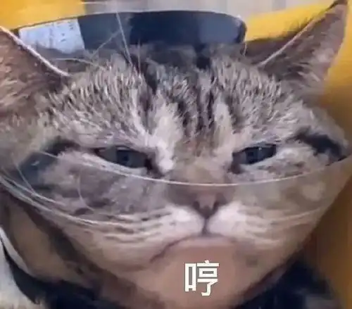 从头开始丨第574期喵表情包