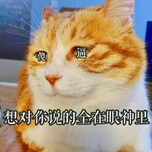 猫猫表情包我要把你摁在墙上,亲亲