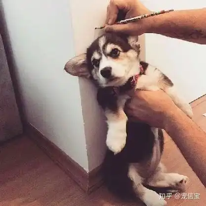 它除了短腿翘臀,还有一些不为人知的小秘密