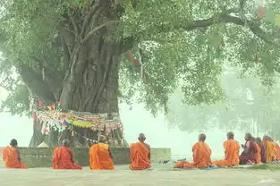菩提树是什么意思菩提树的寓意传说和象征含义
