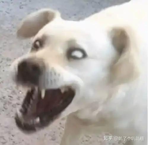 剑网三jjc四个小轻功都跳不上台当事人我不菜只是卡,你信么