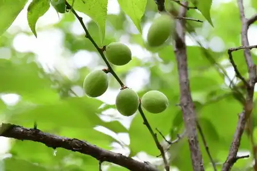 青梅煮酒煮的是什么梅