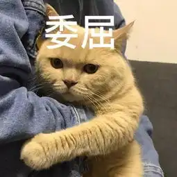 十只橘猫九只渣,还有一只是诈骗犯