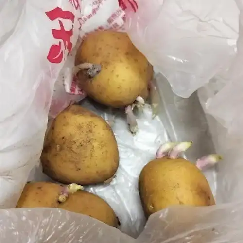 把发芽的土豆扔掉了,男朋友说我败家