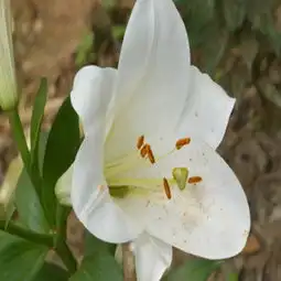 百合图片,百合图片大全