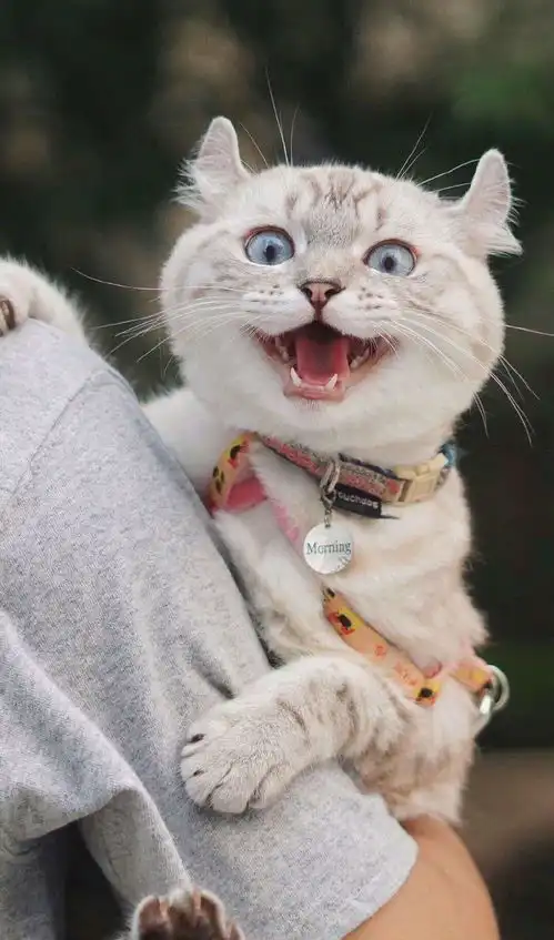这么可奶的猫咪,当然得日常撸