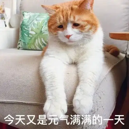 丧猫表情包图片下载丧脸猫表情包大全无水印版极光下载站