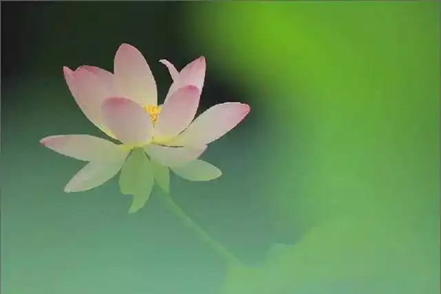一个外国老人拍的荷花,惊艳了全世界,你一定没见过