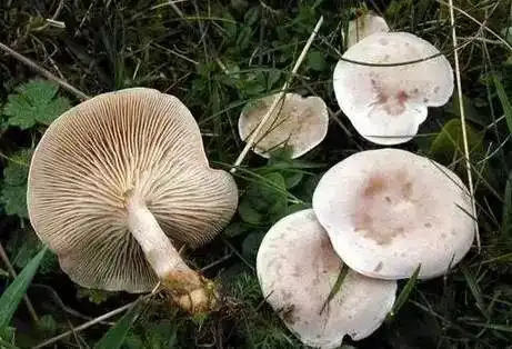 荔枝树下的不一定是荔枝菌,千万别乱摘误食,分分钟毙命