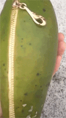 搞笑gif动态图谁能告诉我,这是只什么狗