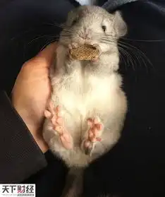 龙猫萌照融化网友